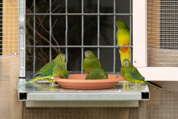 Brightly coloured birds feeding from dish