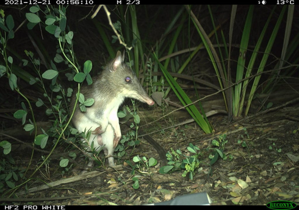 Image taken at night of bandicoot with some green vegetation.