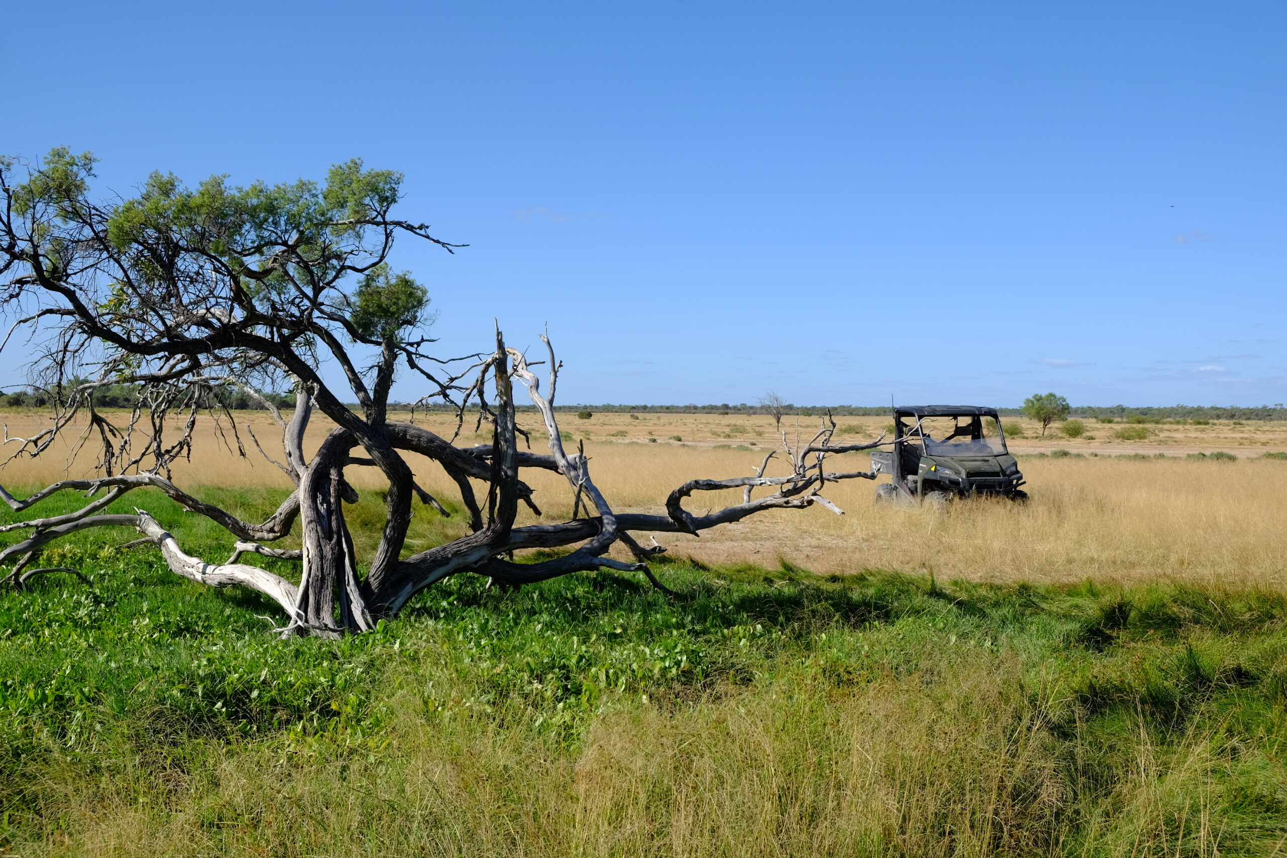 An all-terrain two person buggy sits in a grassy field with a spring in the foreground with a gnarly tree.