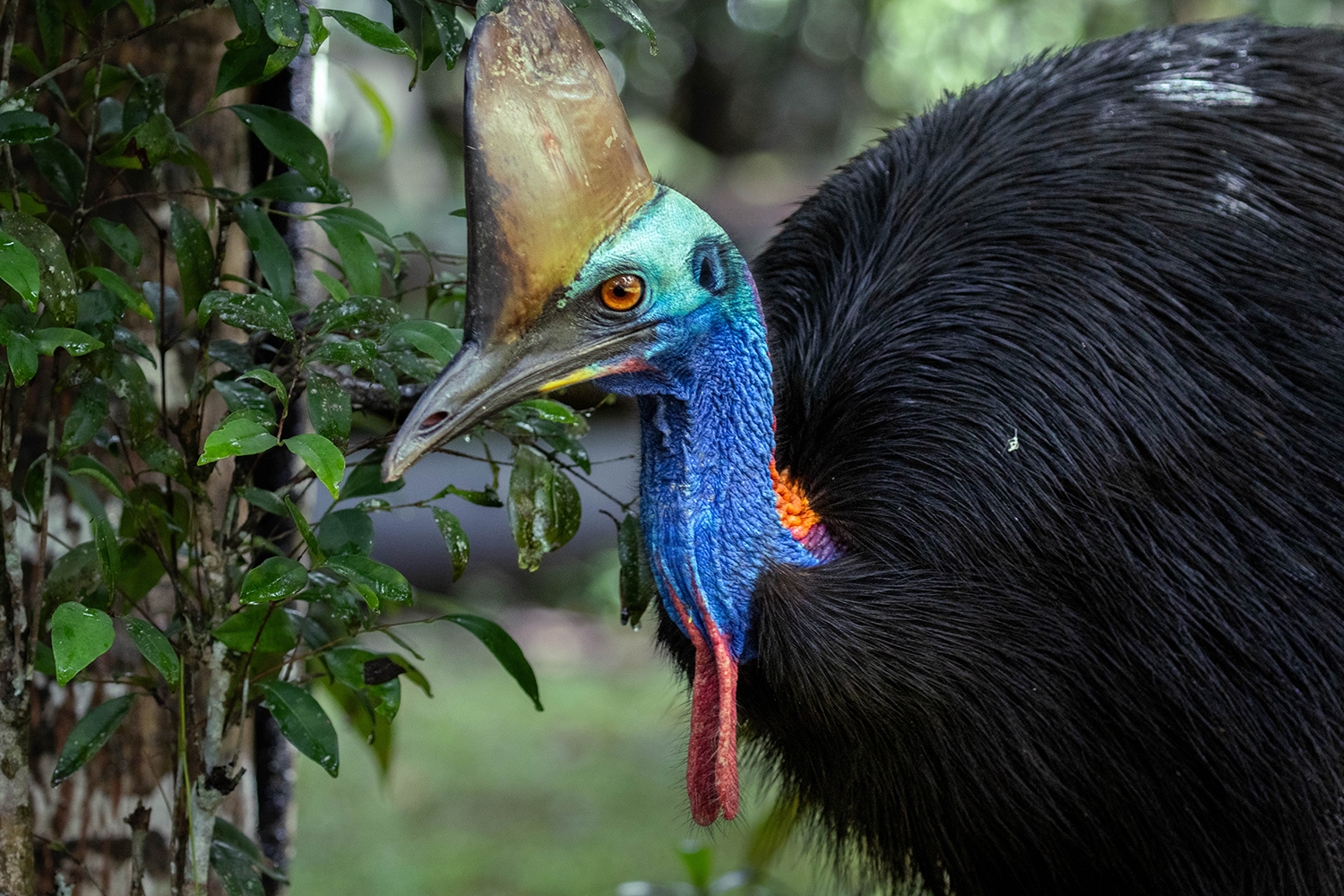 Closeup of Cassowary showing detailed colours of head and neck next to a rainforest tree.