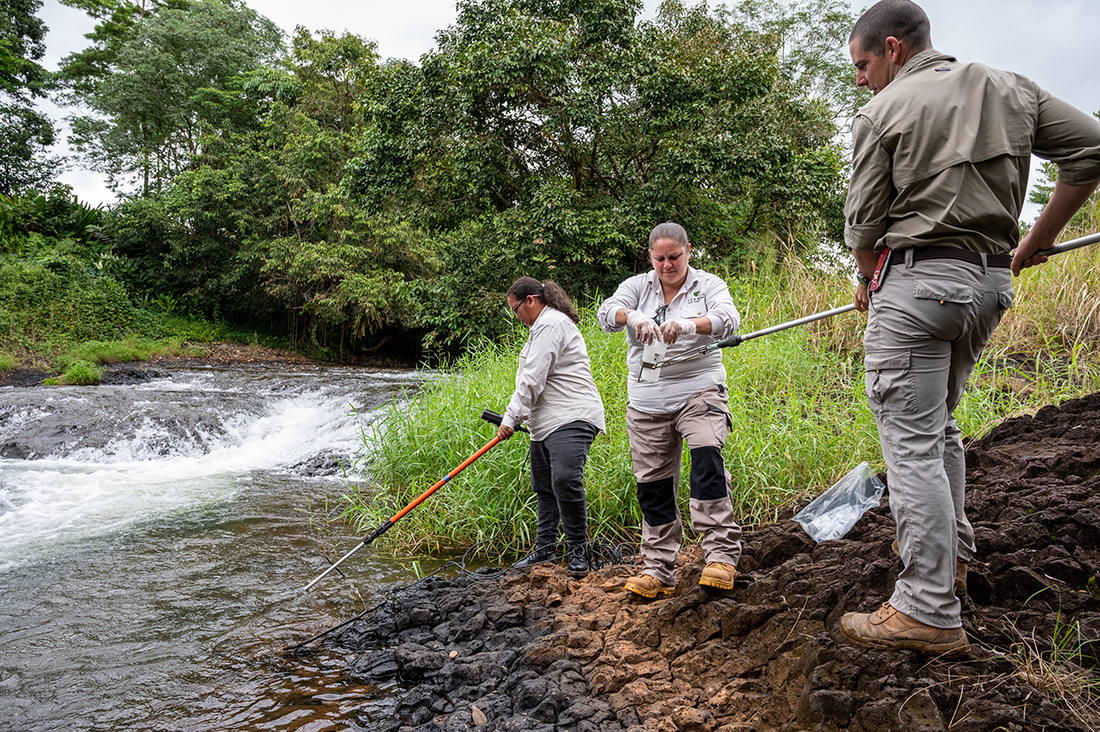 Three people are standing on the bank of a small waterfall, they are holding large poles, with plastic bags on the ends of them.