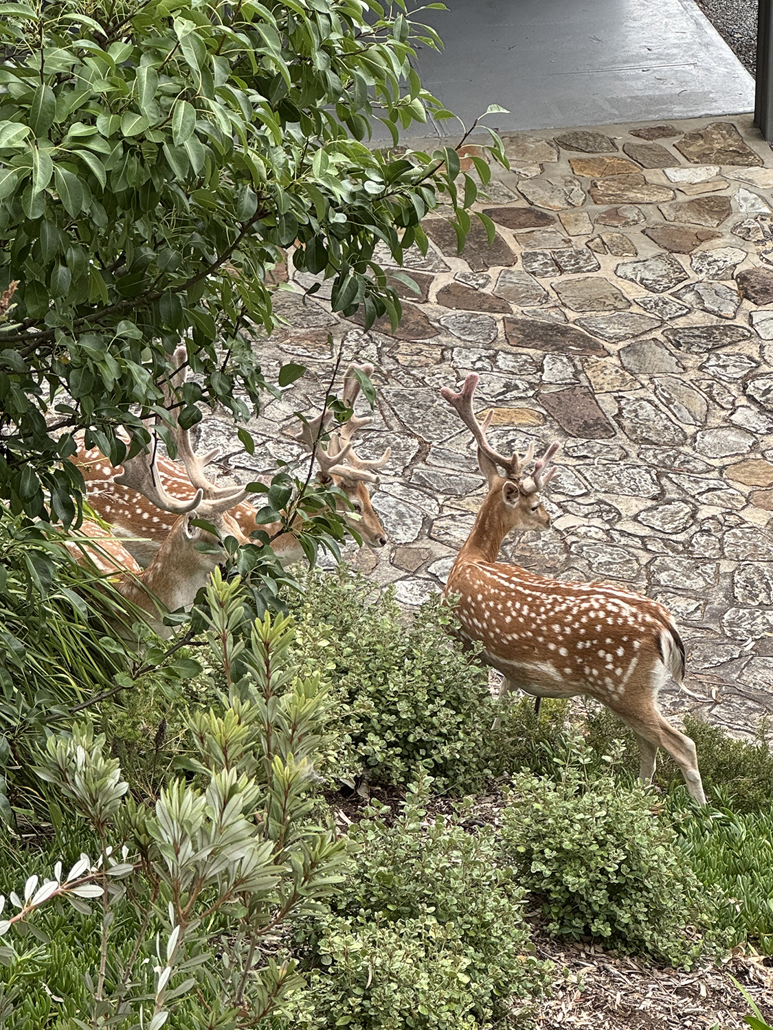 Several spotted deer with antlers, standing on a garden slope of in a house with paving in background.