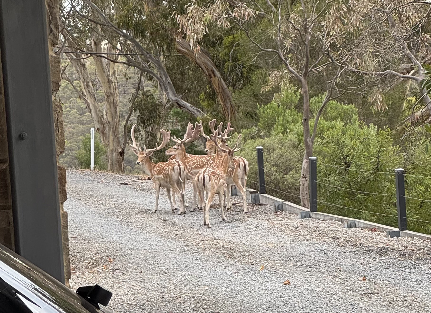Several spotted deer with antlers standing on a gravel driveway edged with a fence and vegetation in the background.