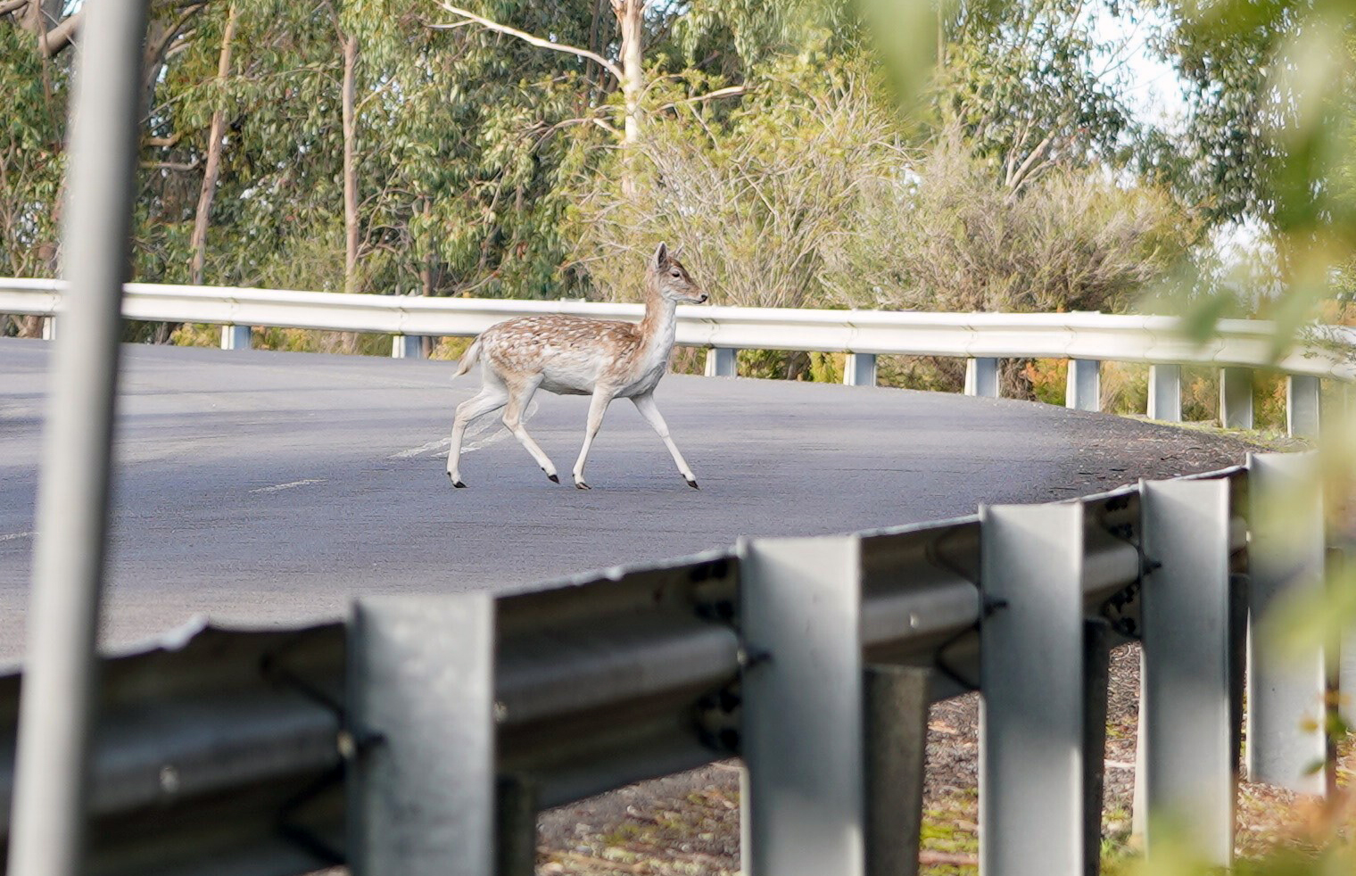 A deer walking across a bitumen road edged with steel guard rail and vegetation in the background.