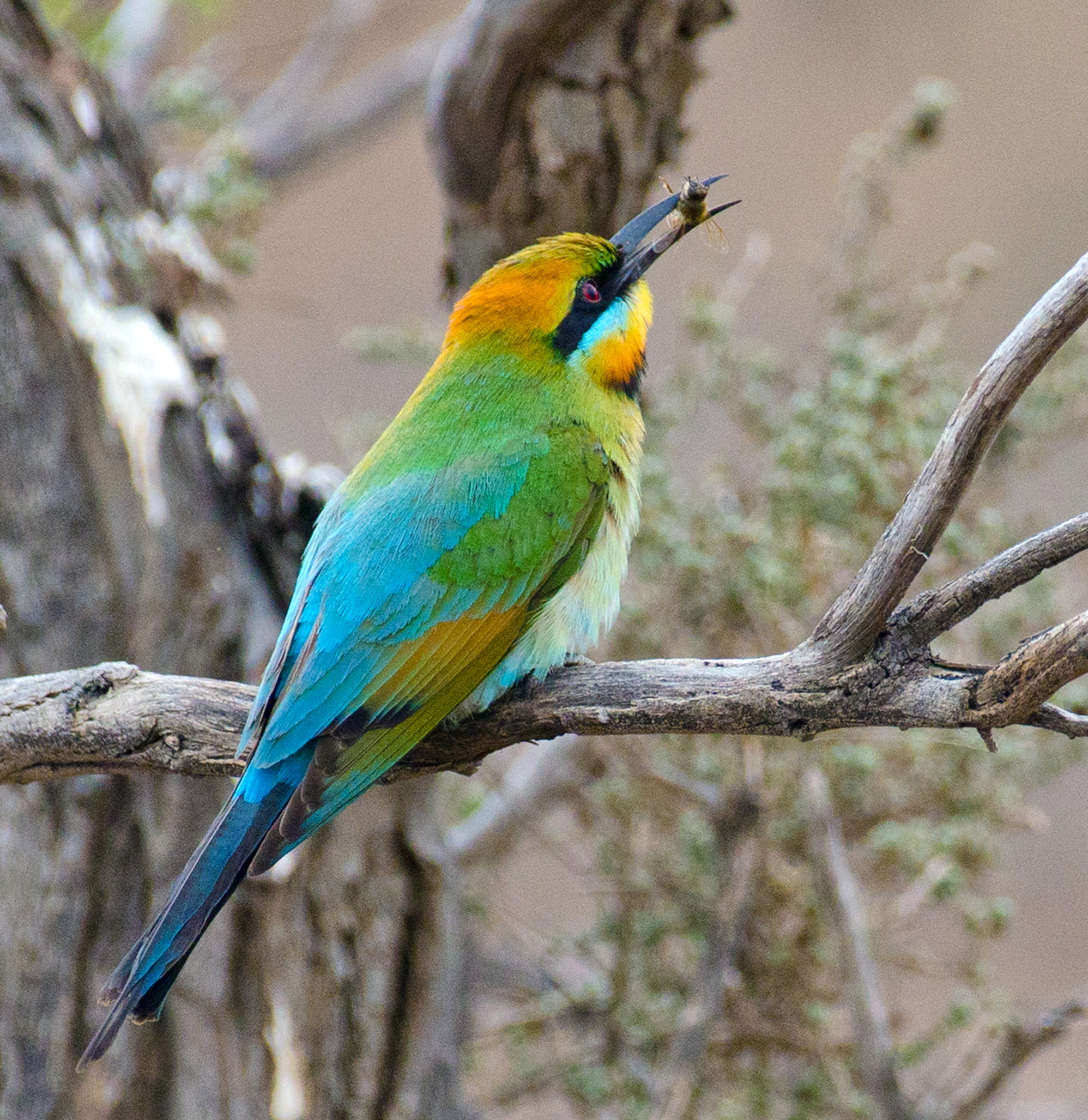 A brightly coloured bird sitting on a branch holding a bee in its beak