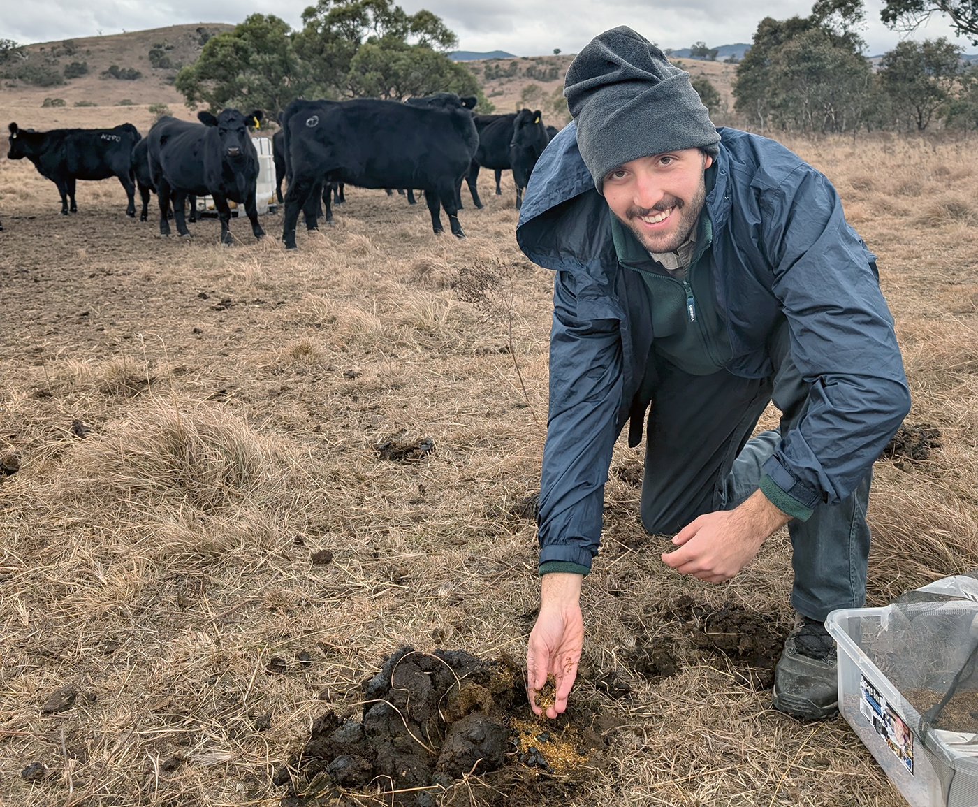 A person is kneeling on the ground, besides a pile of cow dung, there is a group of cattle behind the person.