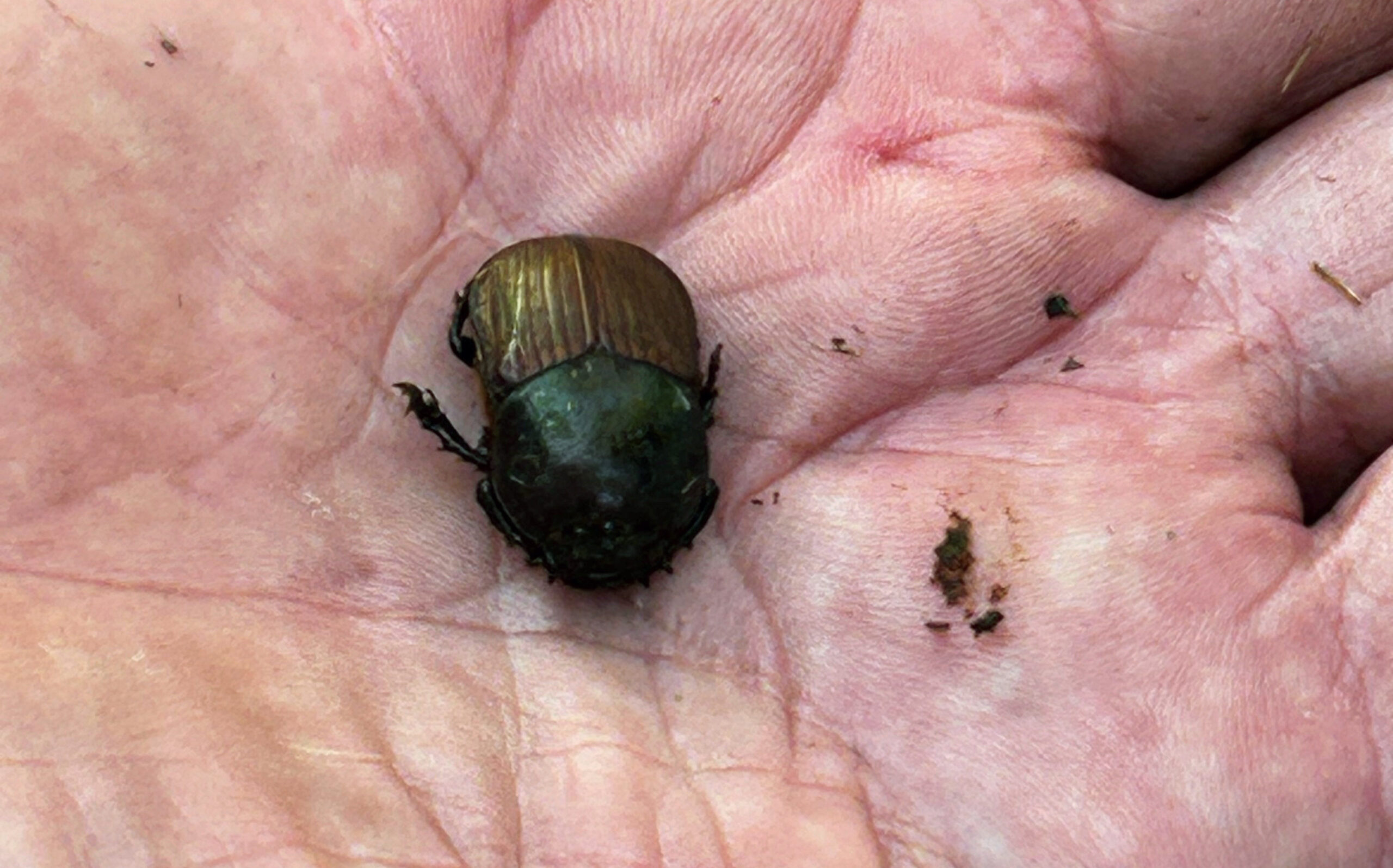 A brown Dung beetle is sitting in the palm of someone's hand.