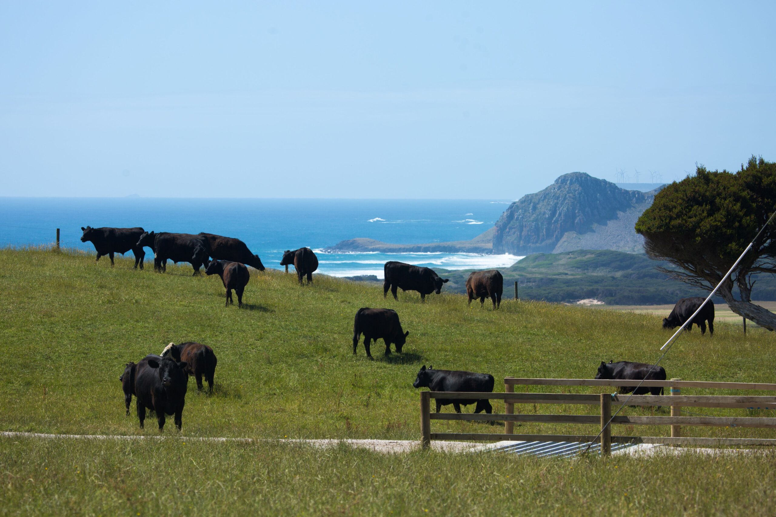 Cattle grazing on undulating pasture with ocean and mountain in background.