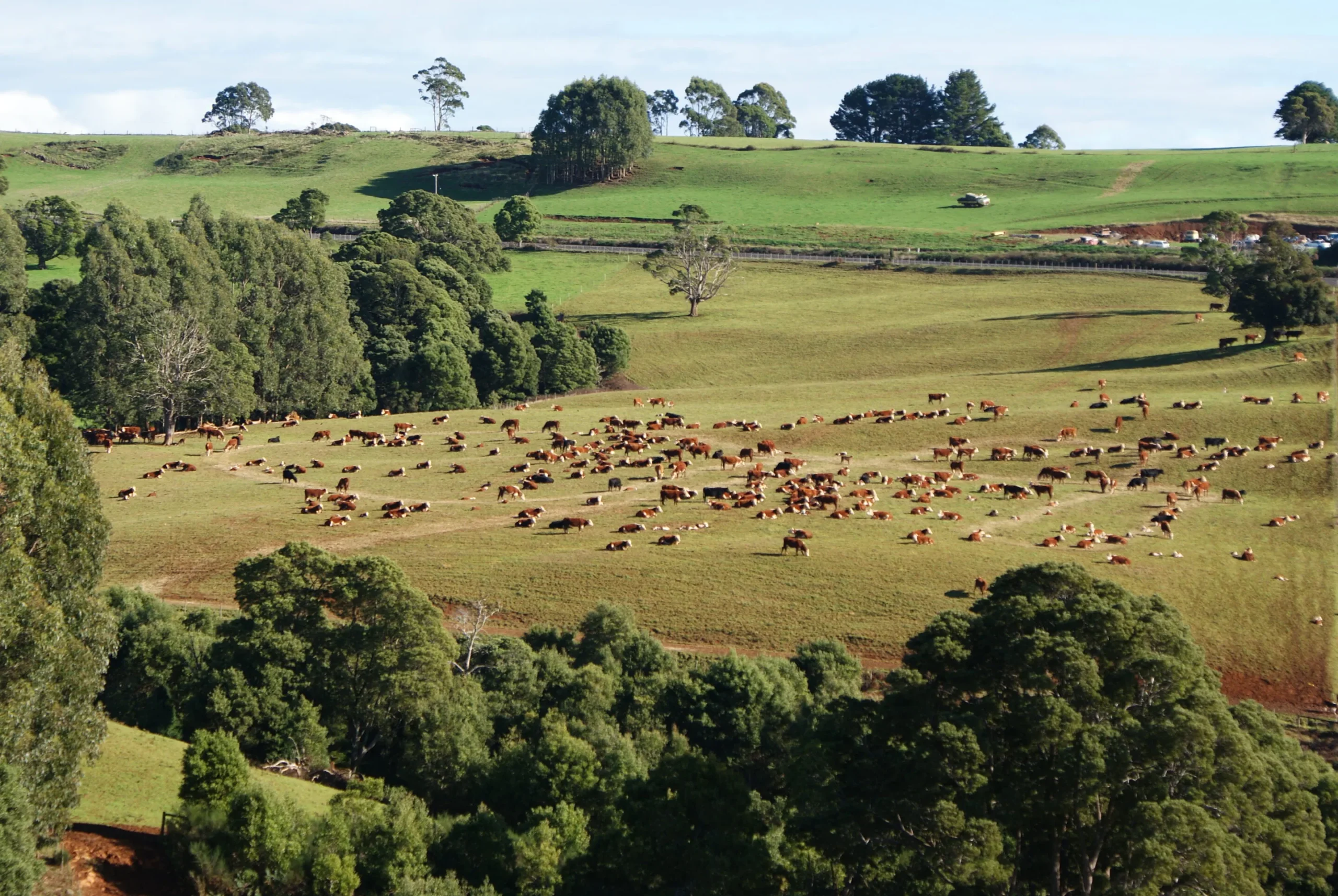 Distance image of large herd of cattle grassing in green pasture surrounded by trees with gentle rise in the background.