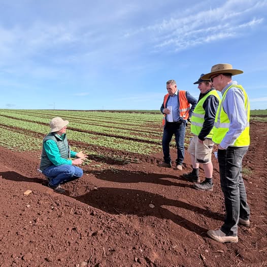 Scene with 1 person squatting and 3 people standing on prepared cropping ground in conversation.