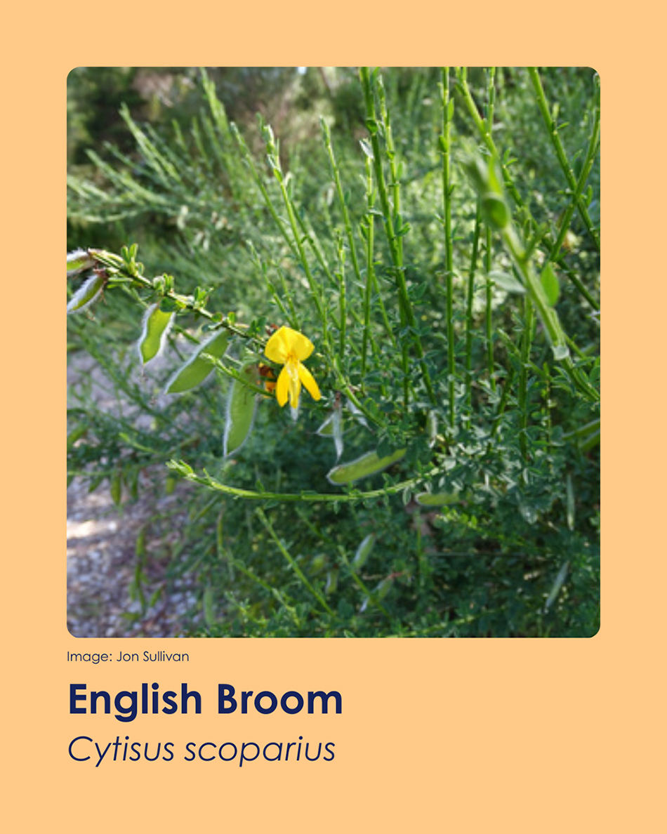 A green bush, with a singular yellow flower.