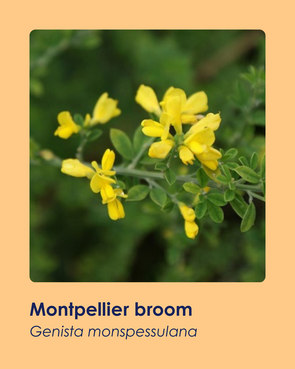 A branch with green leaves, is covered with yellow flowers.