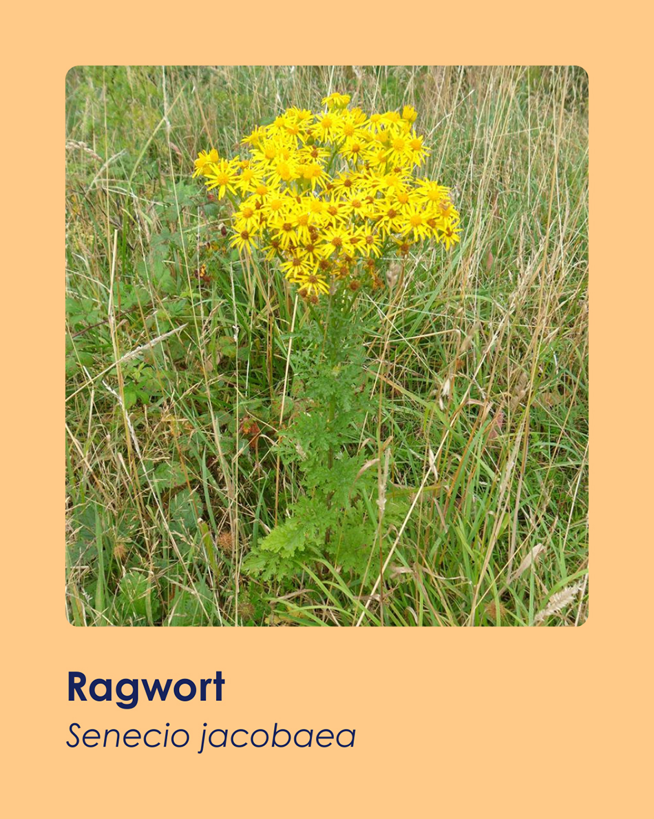 A large bunch of yellow flowers, are growing out of one stem, surrounded by tall green and brown grass.