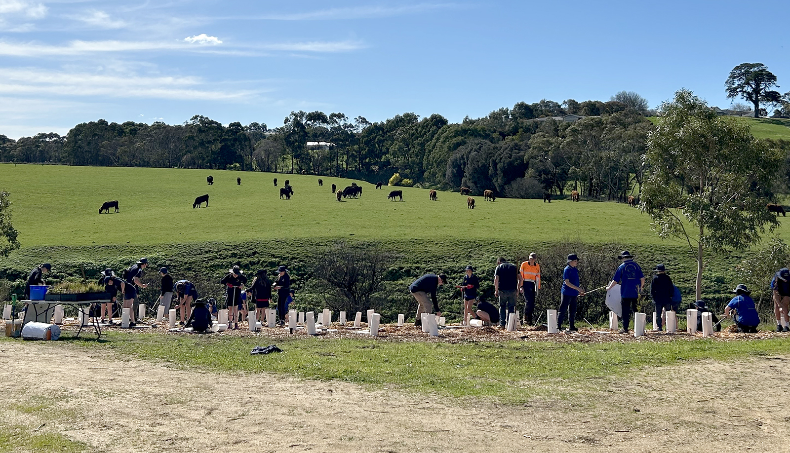 Large group of children planting vegetation on bank of river with livestock grazing in the background.