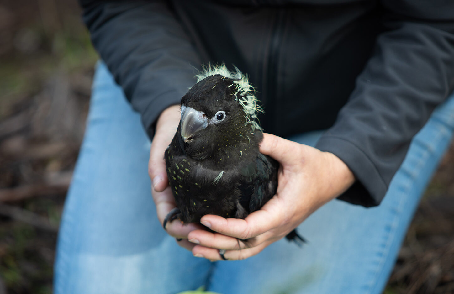 A young Black Cockatoo, with fluffy yellow feathers on its head and someone is holding it.