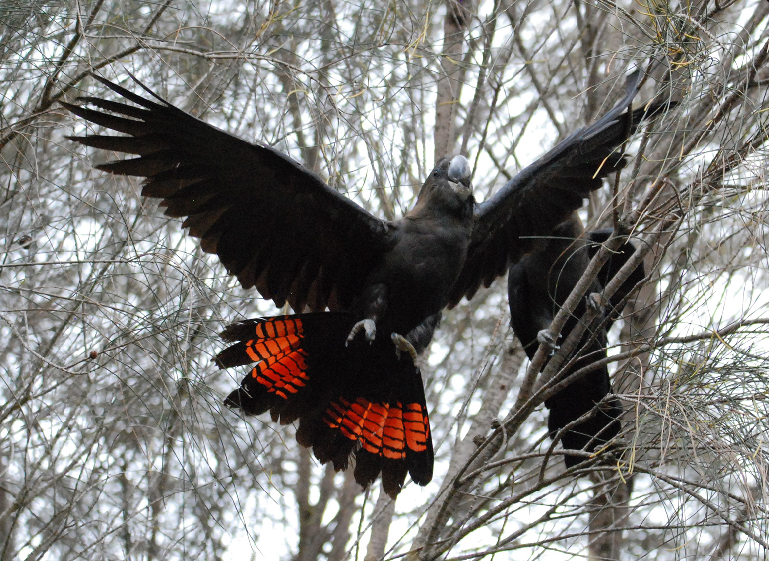 A Black Cockatoo, with a red tail is flying, with its wings open, behind it is another Black Cockatoo in a tree, the trees have no leaves.