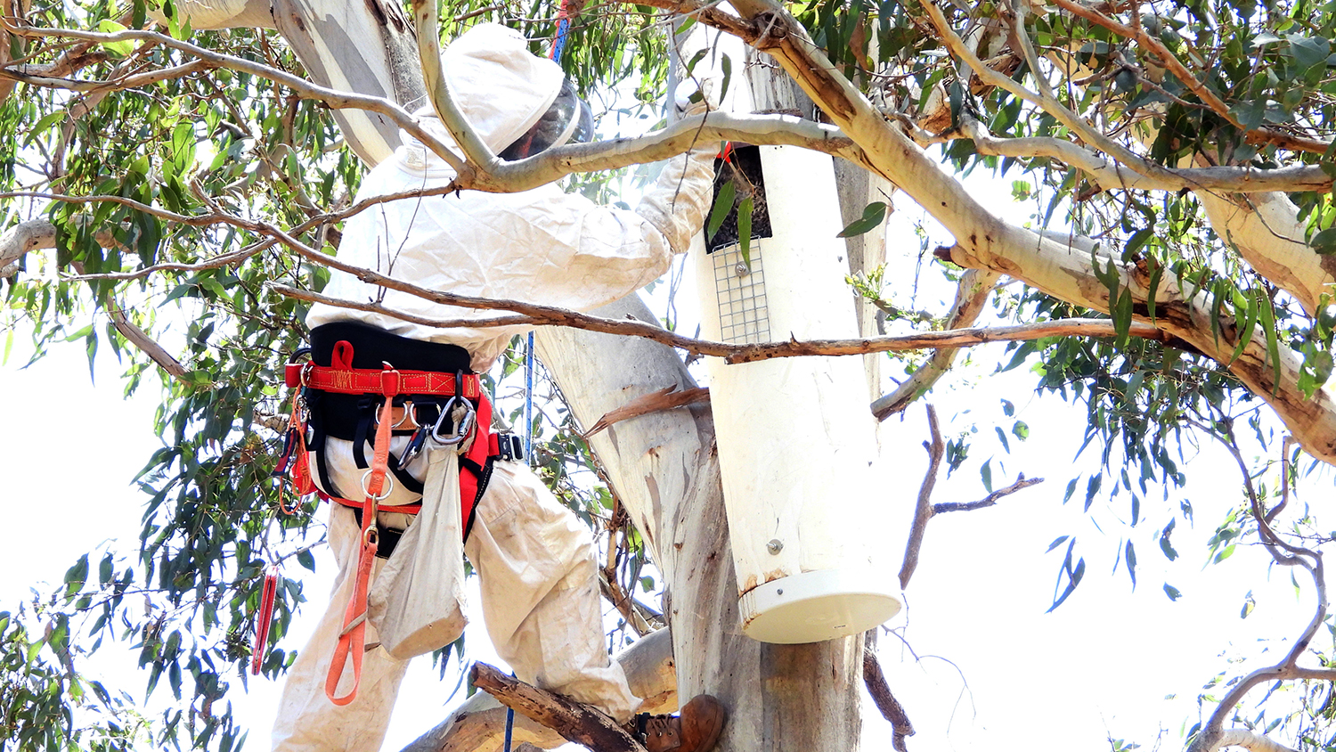 A person is in a tree, cleaning out a Black Cockatoo nest, made from a thick, white pipe.