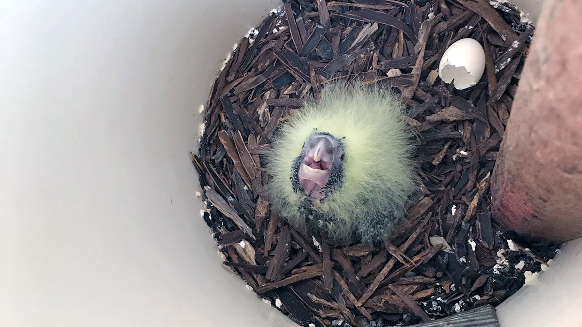 A yellow and black, fluffy Black Cockatoo chick, in a nest made from bark.