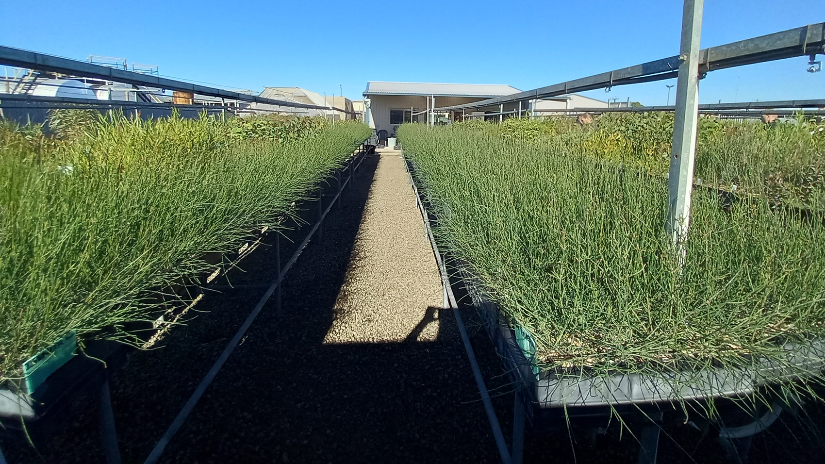 Rows of green grass like plants, in trays, on tables.
