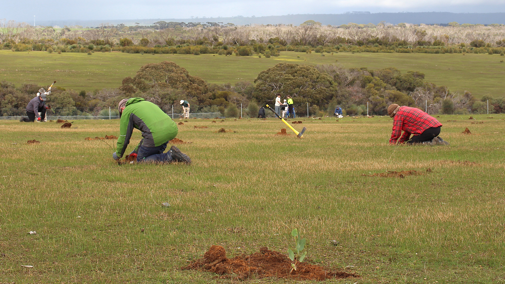 A group of people are in a grassy field, planting saplings.