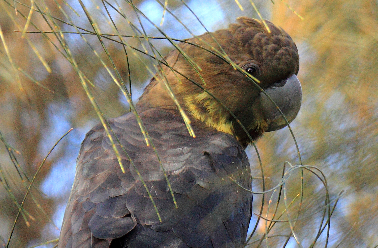 A Black Cockatoo is surrounded by green, pine leaves.