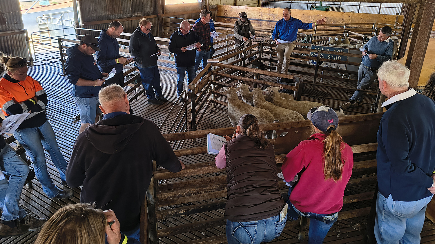A group of people standing around a pen, with sheep inside, the sheep pens are inside of a shed.