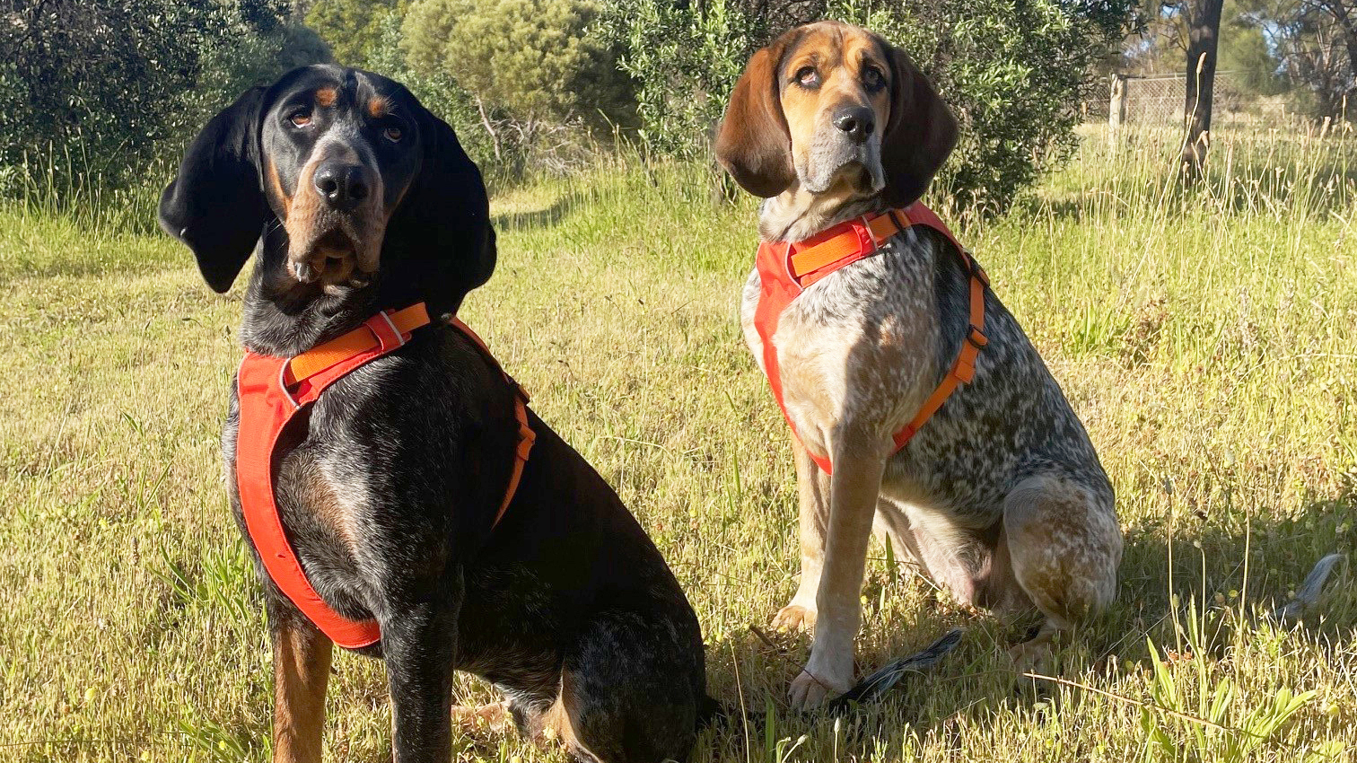 One dog with brown and white spots is wearing an orange vest and the second dog is black, brown and grey also wearing an orange vest, they are both sitting on grass.