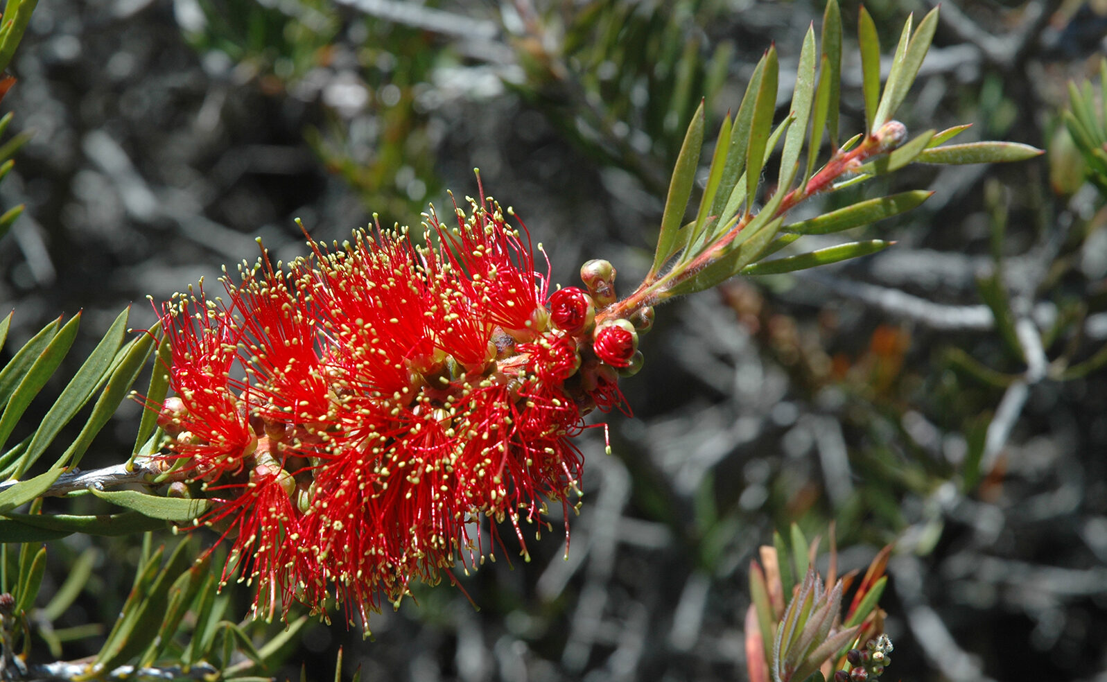 A red flower is surrounded by green leaves.