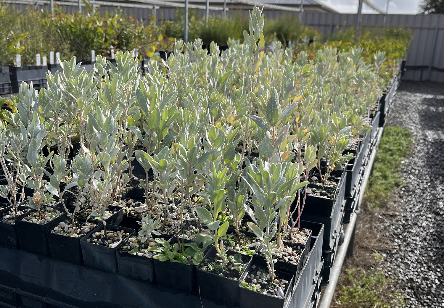 Trays filled with green seedlings.