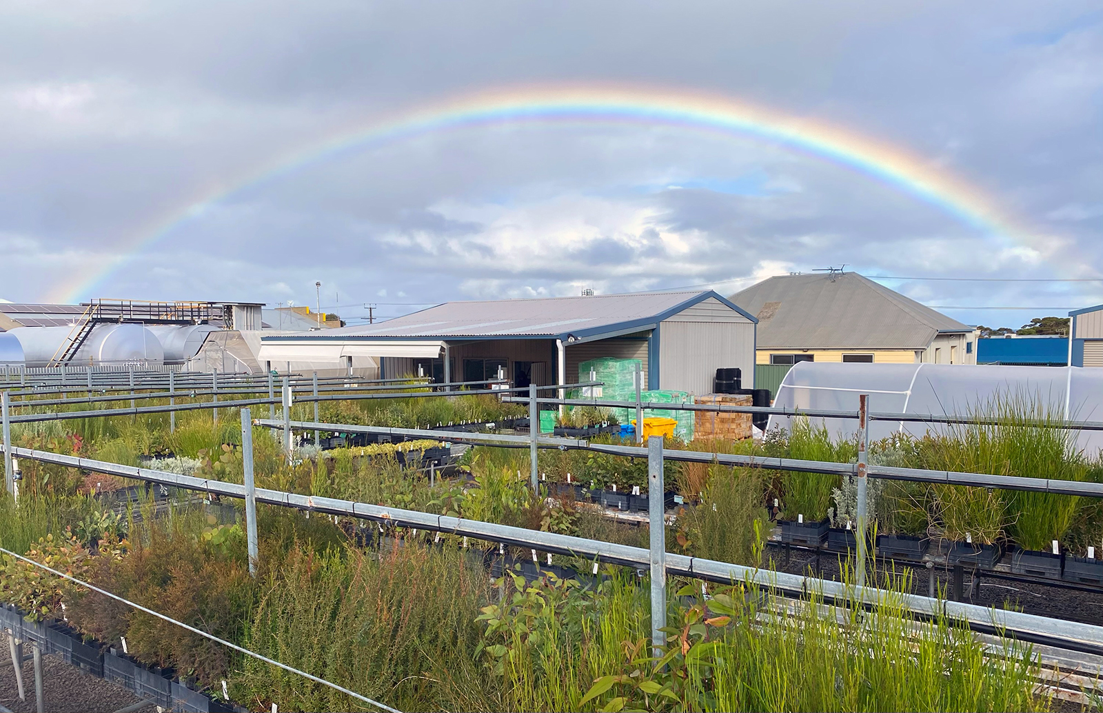 A rainbow is in the sky above a plant nursery; there are small buildings in the distance.