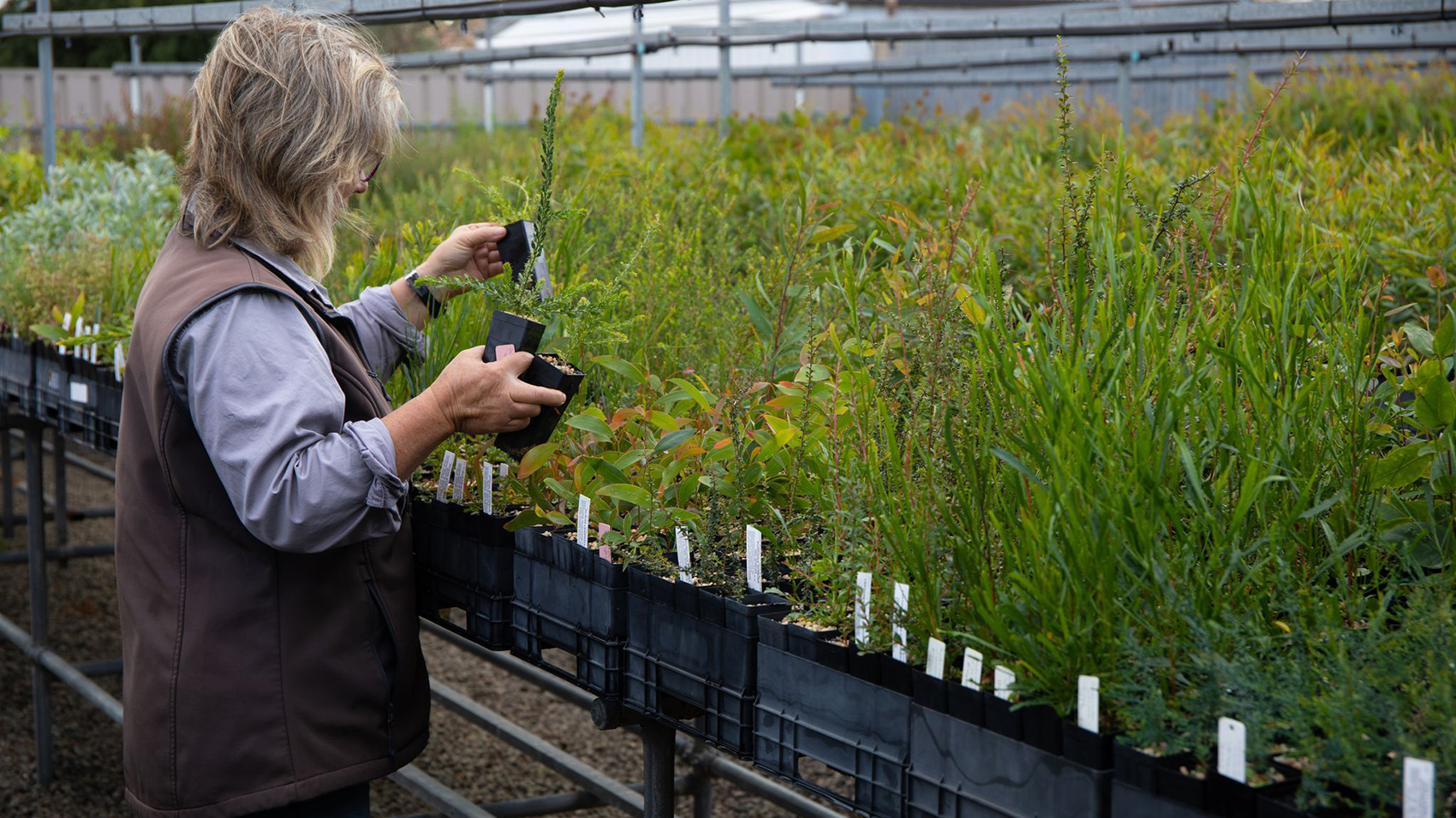 A person is holding three pots with saplings, in front of the person is tables filled with more saplings.