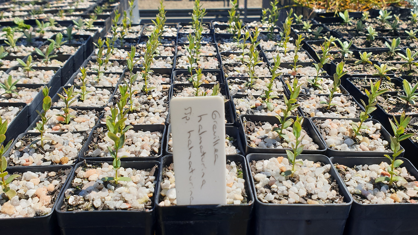 A large number of black rectangular pots, filled with small seedlings.