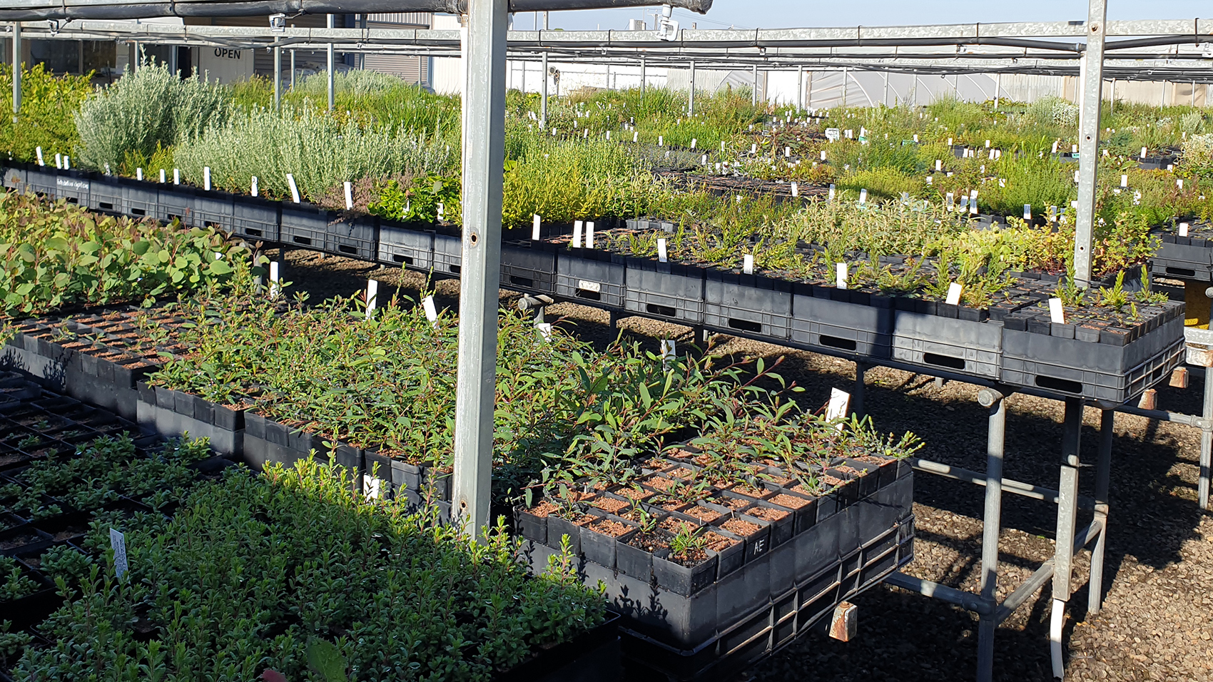 A large number of green plant saplings, in rectangular pots, on raised tables.