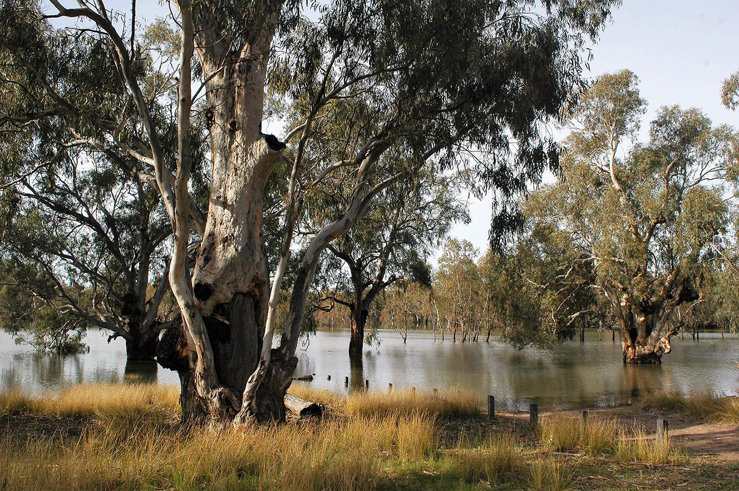 A large lake surrounded with trees and large trees growing on the edge and in the water,