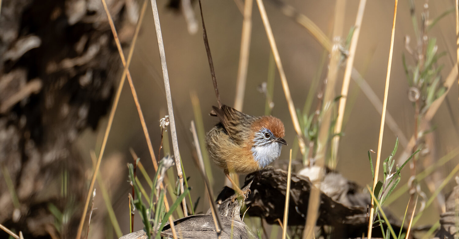 Closeup image of a Mallee Emu Wren detailing feather colours, sitting on bark among reeds.