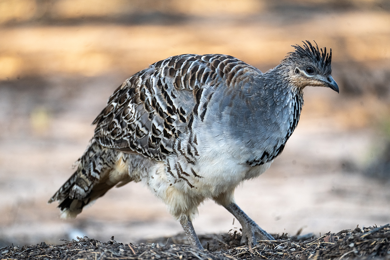 Close up image of a Malleefowl detailing feather colouration.