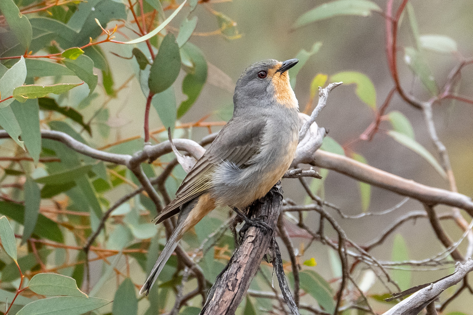Close up of a grey and fawn bird sitting on a branch with tree leaves in the background.