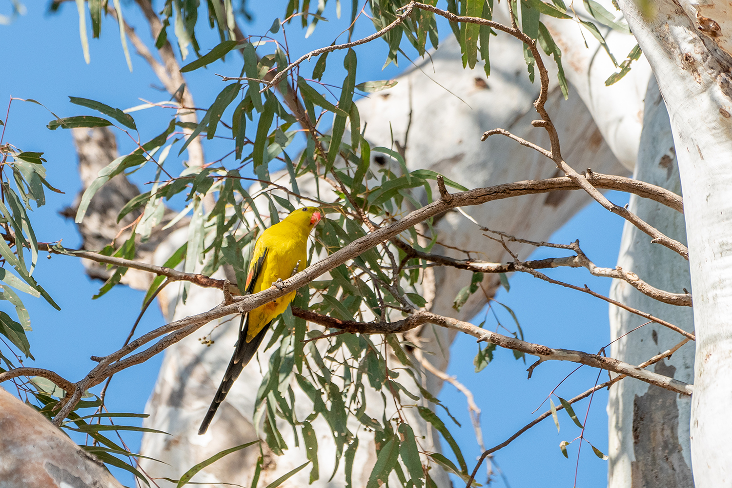 Yellow bird with red beak on branch of a tree.