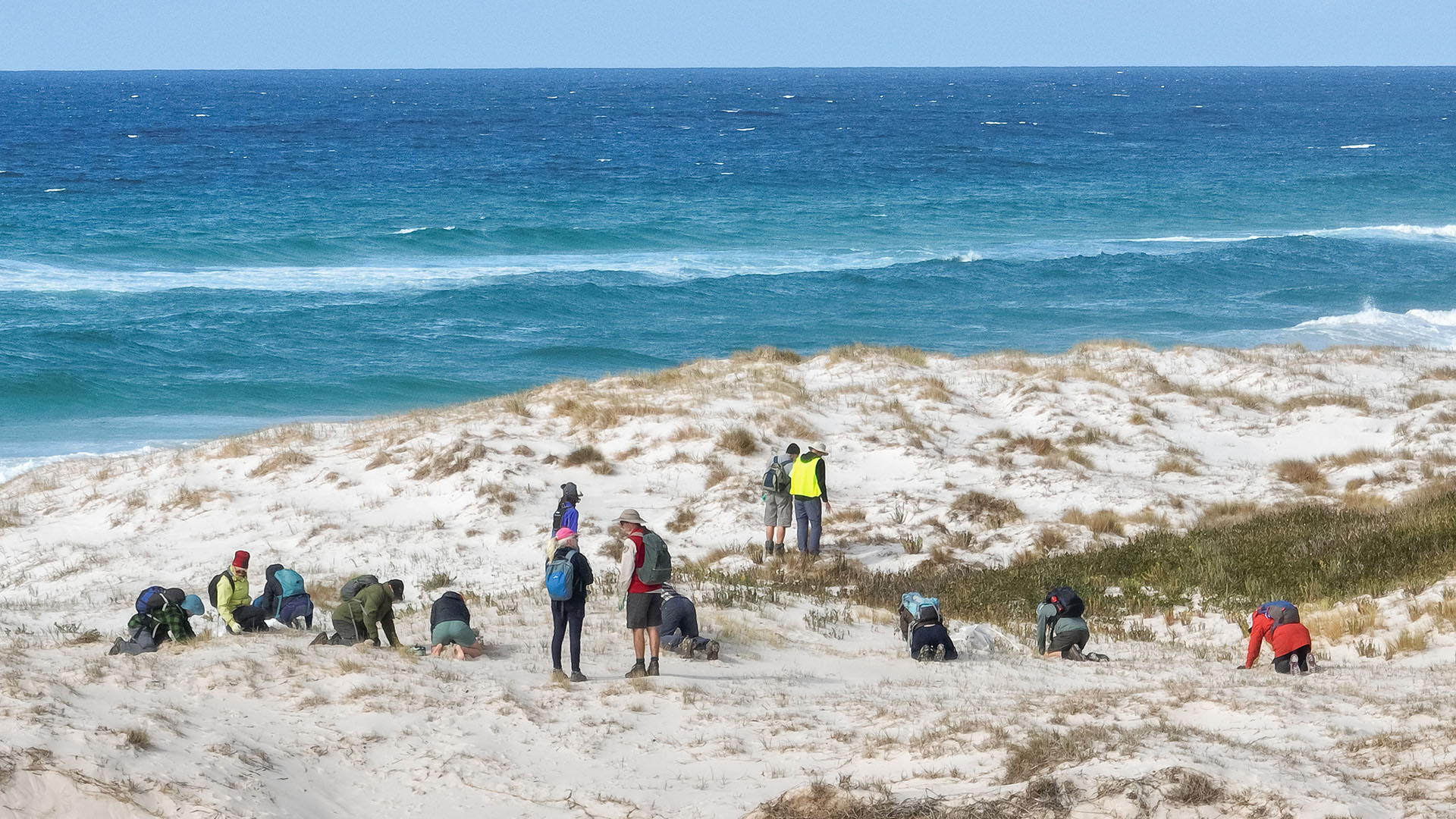 Group of people on hands and knees pulling sea spurge from the white sand dunes with blue ocean in background.