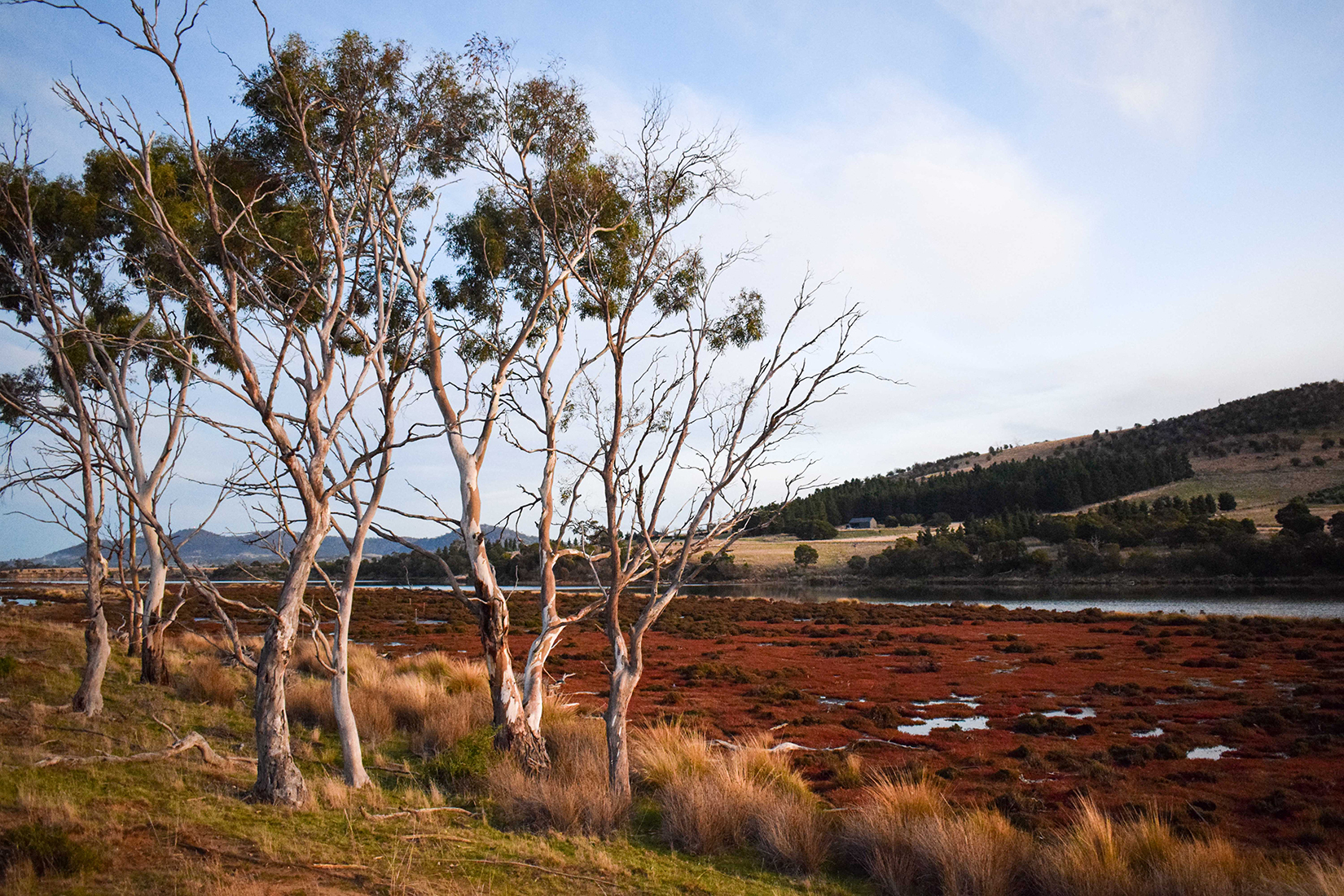 A lagoon with trees and some dead trees in foreground and ranges in the back