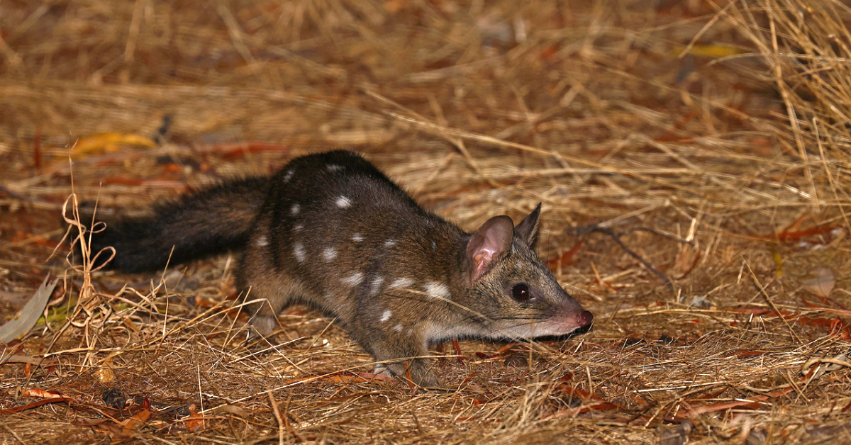 A close up of a Western Quoll on the ground in dry grass.