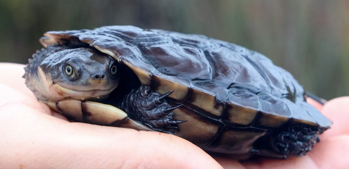 A close up of a small turtle curled up facing the camera in a persons hand.