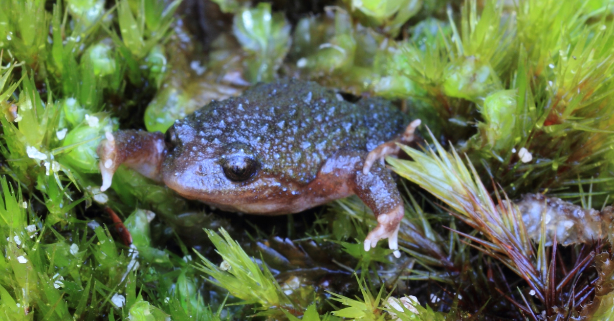 Close up of a white bellied frog sitting in moss.