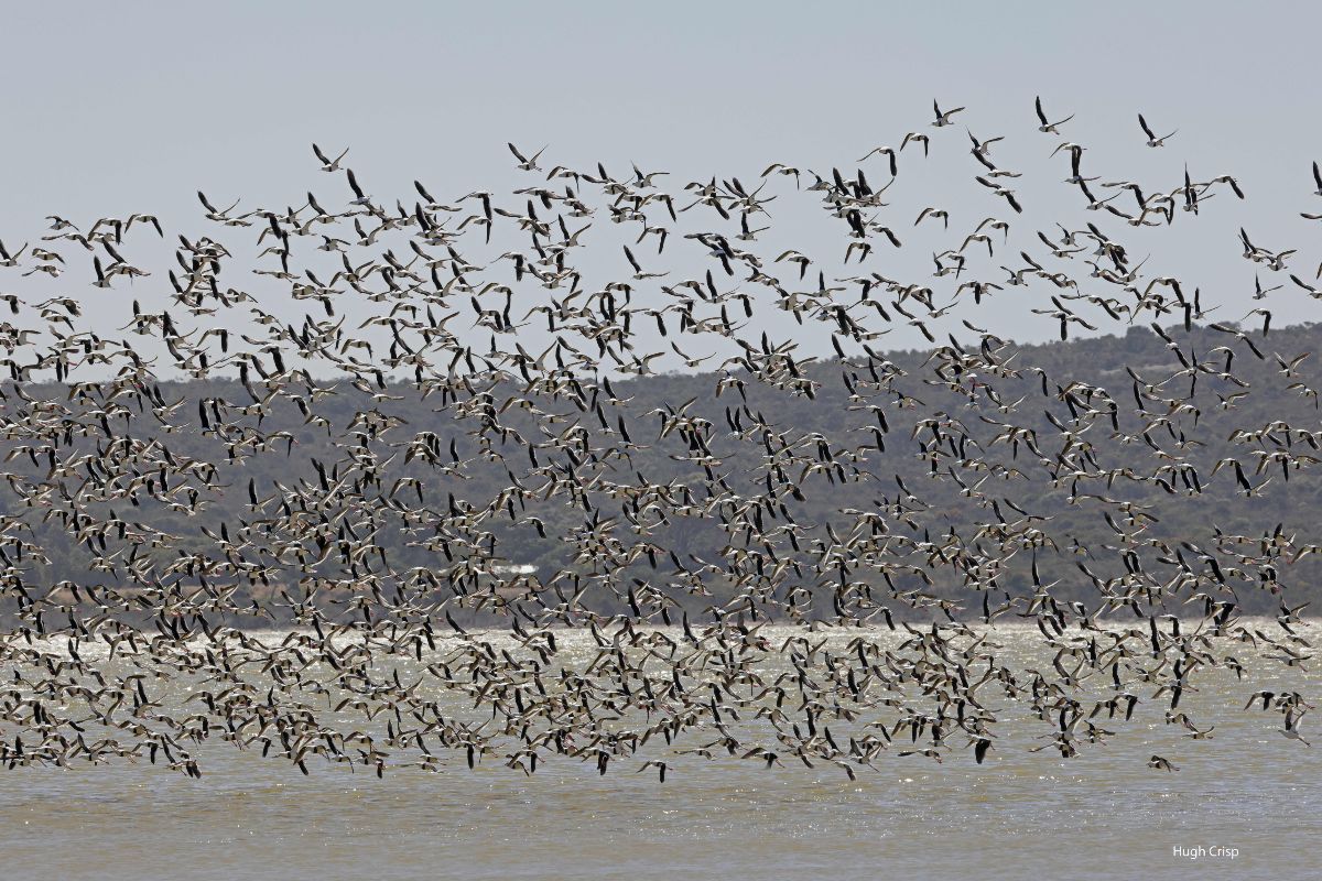 A large flock of black and white birds are flying across a large body of water.