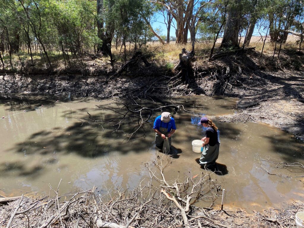 Two people are standing in a muddy, body of water, surrounded by a bush landscape.