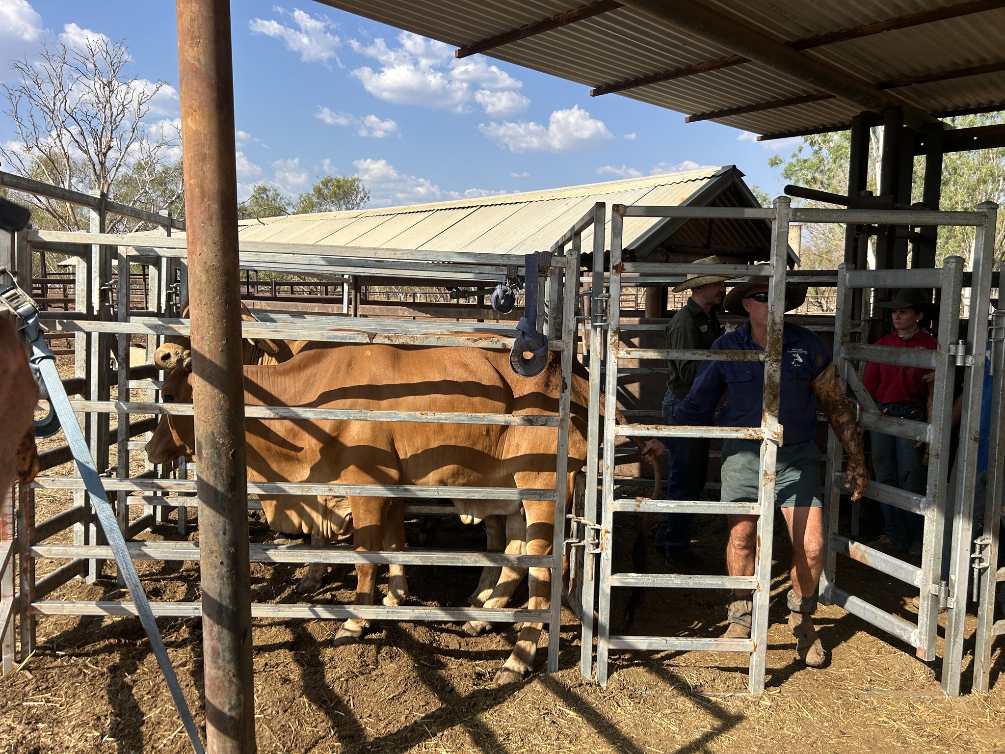 A group of people working in cattle yards, there are two light brown cows in one of the pens.