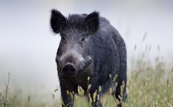 A black feral pig is walking through long grass, with a foggy background.