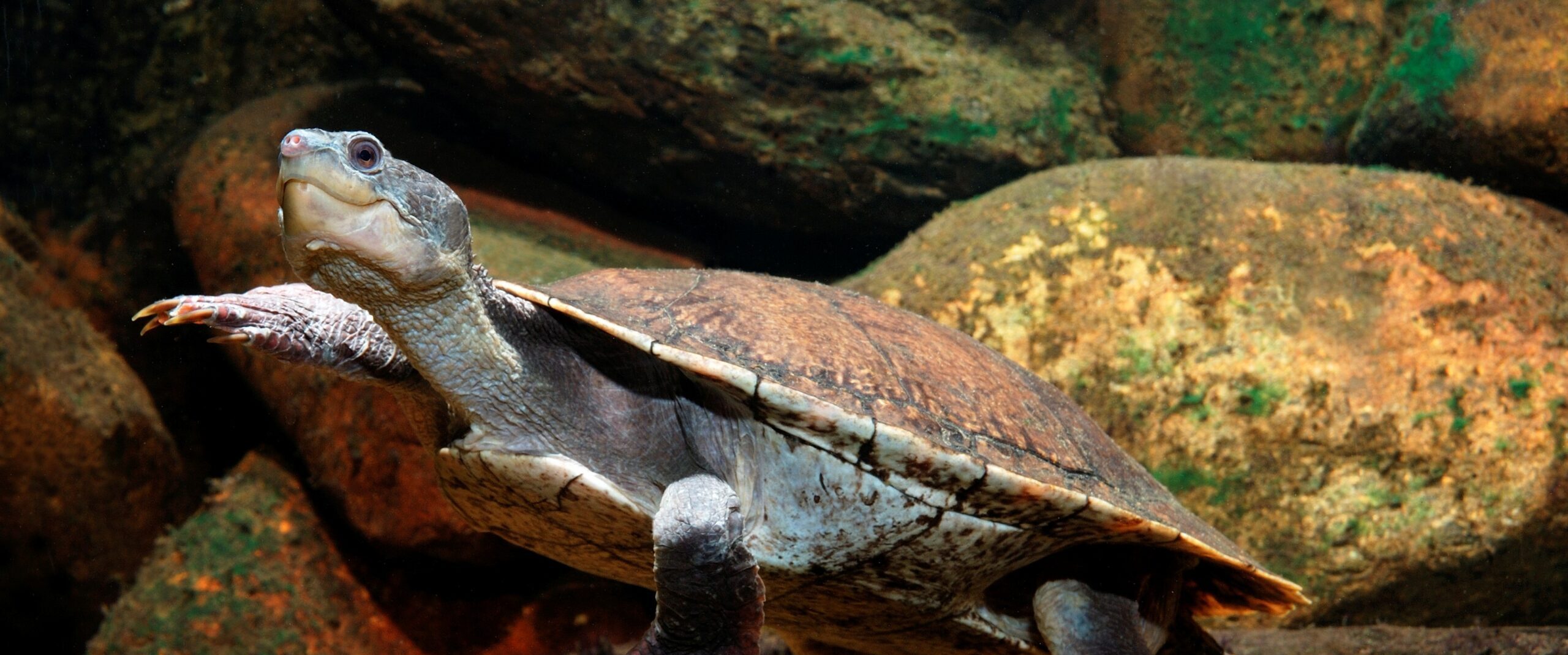 A snapping turtle is swimming in front of large rocks, with a reddish-brown shell and a grey body, with a white belly.