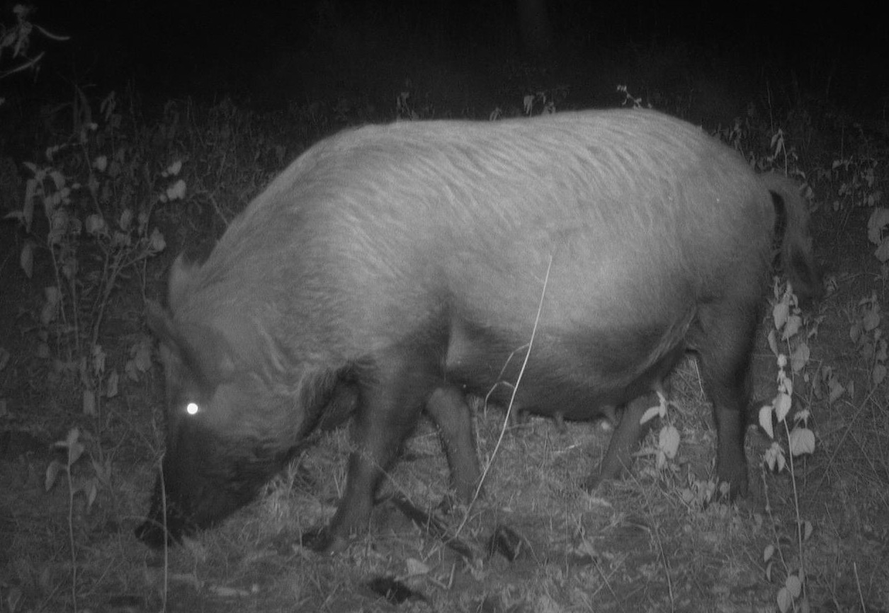 A nighttime image of a wild, pregnant pig, in a bush landscape.