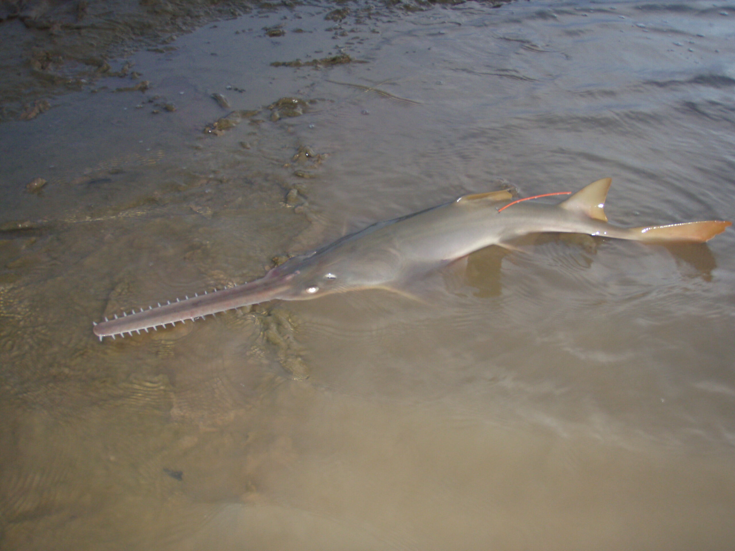A grey Sawfish, with sharp teeth is swimming in shallow waters.